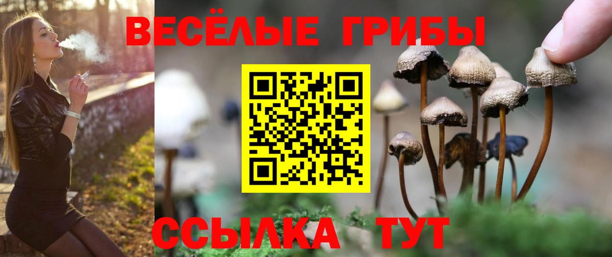 Псилоцибиновые грибы Psilocybe  Вход с VPN  Галлюциногенные грибы мицелий  Гусев 